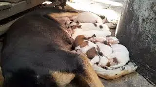 Very good mom dog feeding milk for her belove puppies 