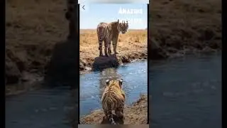 nature short video animal's life ❤️👌