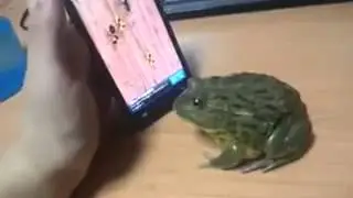Comedy videos