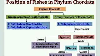 Classification of Fishes ✏📝.Kindom Animalia #nmdcat2022
