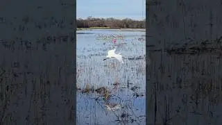 Birdwatching Bliss 🤍