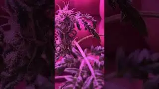 A Crazy Frosty&lsquo;s Purple Freak with nice trichomes 🌱💜 #grow #cannabiseducation