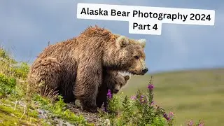Photographing Brown Bears in Wild Alaska, Part 4. The end of an AMAZING adventure!