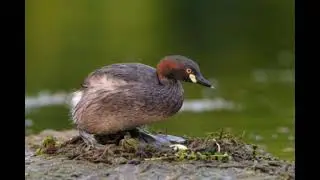 suara burung Titihan Telaga ( Belibis mini)