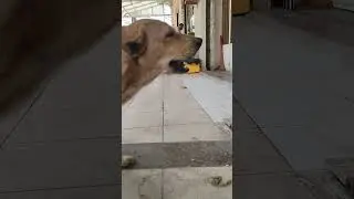 The funniest animals Fun with cats and dogs 2024 Pets Studio