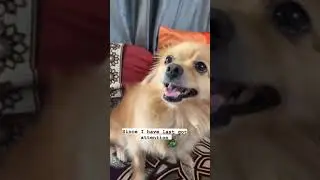 #brownie #dog #puppy #shorts#viralshorts #viral