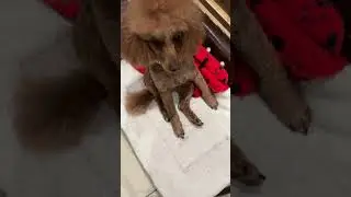 💙🐩🩷 SCAMPI TOY POODLE HUNTS THE SPIDER  🕷️🕸️