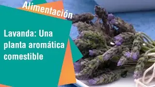La lavanda: Una planta aromática y comestible | Alimentación Sana