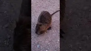 #Nutria, The River Rat in the #Vitava River in #Prague, #Czech_Republic
