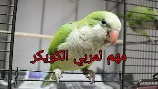 ببغاء الكويكر | تربيته ,  انتاجه