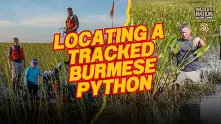 Locating a Tracked Python in The Everglades