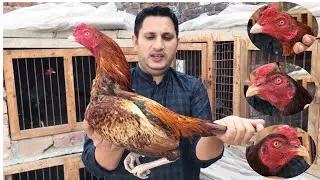 Pure mianwali aseel breed by Nadeem shah Aseel