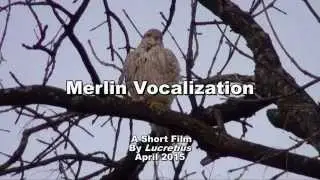 Merlin Vocalization