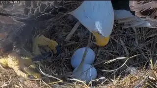🦅 Connie returns for her egg duty 🥚|  Captiva Eagle Cam | Dec 22, 2025