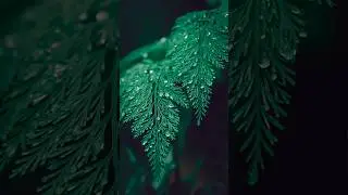 Moody Green Leaf Editing Tutorial video Lightroom/Leaf Editing video #lightroomediting#nature#short