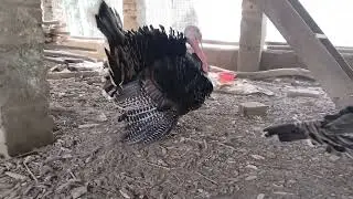 the king ashil rooster..... turkey sound and chicken