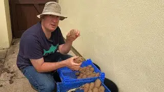 Planting second cropping potatoes