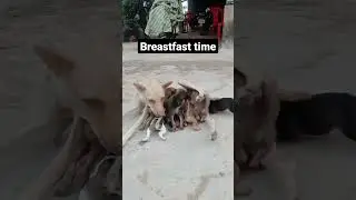 Puppy enjoy breast feeding scrawling #puppy #puppybreastfeeding #dog  #doglover #paws