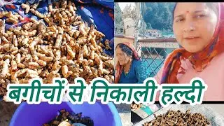  हमने बगीचे से निकाली हल्दी और किया हल्दी का पूरा प्रोसेस तैयार।। Life style gharwali 