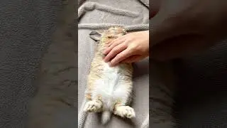 Petting a Sleeping Bunny&rsquo;s Soft Belly 🐰💤💖