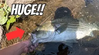 Fishing for CREEK MONSTERS in a TINY MOUNTAIN TROUT STREAM!