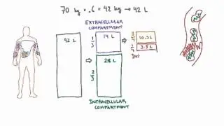 Intravascular and Interstitial Compartments