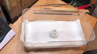 P  cambridgei Egg Sack Removal