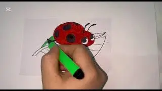we draw an insect