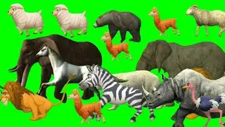 Cartoon animal stampede green screen | Animal stampede and running video | Stampede green screen