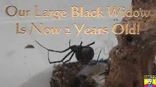 Our Large Black Widow Spider is Two Years Old; Latrodectus Hesperus
