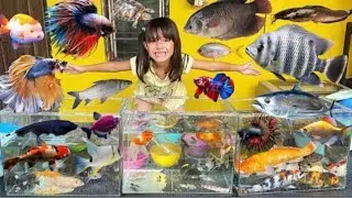 Mencampur Bibit Ikan & Ikan Besar Banyak Banget, Ikan Koi, Patin, Lele, Nila, Gurame, Koki,Kura kura