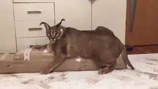 Floppa wrapping asmr