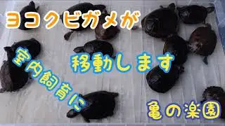 ヨコクビガメが室内飼育に移動します 亀の楽園 岡山