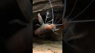 AVOID This Common Aquarium Mishap That Can Crash Your Tank!