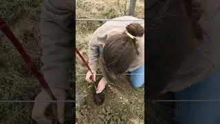 Complantation