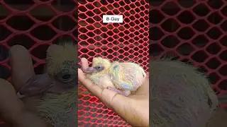 Pigeon baby grow 60 day #shorts