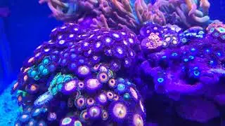 reef fixed the problem