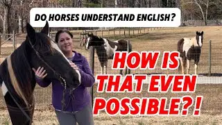This may sound crazy! Do horses actually understand English?