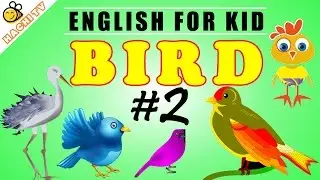Learn Birds Name for Kids (Part 2) | English Learning for Kid | Hachi TV