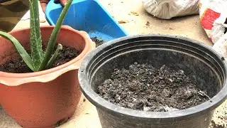 No Grow Aloe Vera Plant~Chang Pot~Small To Big with Soils