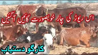 SUPER QUALITY PURE CHOLISTANI COWS FOR SALE NEAR MADRASSA MANDI BAHAWALNGER || Dairy Farming Bread