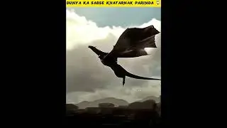 History Of Anqa Bird(Griffin)#shorts#trending#history