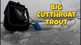 First Ice Fishing Trip of the Year in Idaho Huge Cutthroat Trout