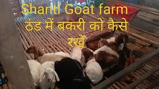 ठंड के मौसम में बकरियों को कैसे रखें #goatfarm#goatfarming #goathusbandry 
