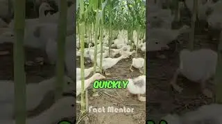 Ducks in Corn Farm