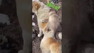 Adventure Buddies: Cat Rides Dog on a Mountain Trek! 🏔️🐾 #Shorts