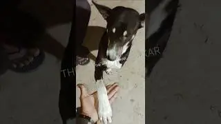 smart dog trick😍#shorts#anime #animals #animal #animeshorts