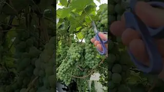 Tomba de Tanta Uva Fazendo Esse Manejo na Videira