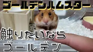 触りたいならゴールデンハムスターを飼おう！初心者向け 抱っこできる かわいい 触れる
