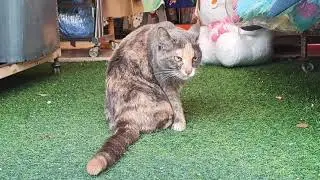 😻A beautiful cat guarding the market. #cat #cutecat